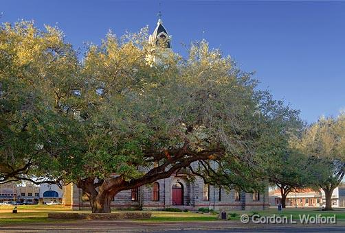 Goliad Hanging Tree_43988.jpg - Live Oad Tree, Goliad County CourthousePhotographed at Goliad, Texas, USA.